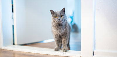 Enhancing Privacy and Convenience: Introducing Pawtle - The Indoor Pet Door for Shared Living Spaces
